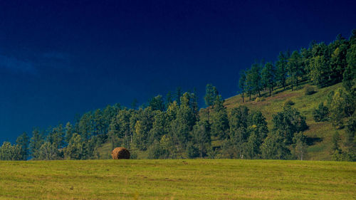 Trees on field against blue sky