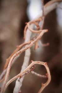 Close-up of plant growing outdoors