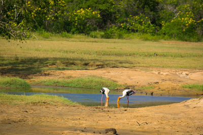 Side view of two birds on landscape