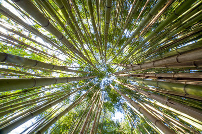 Low angle view of bamboo trees in forest