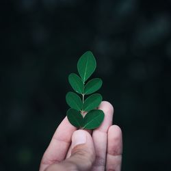 Close-up of hand holding plant