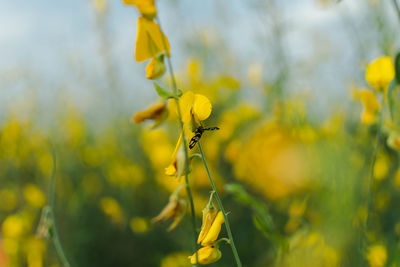 Close-up of yellow flowering plant