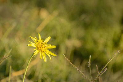 Close-up of yellow flowering plant on field