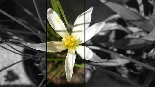 Close-up of daffodils blooming outdoors