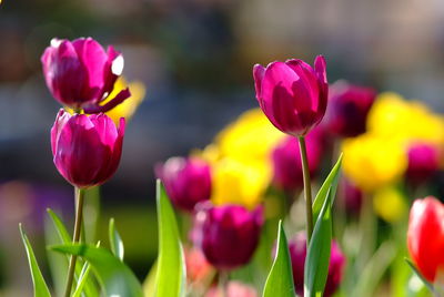 Close-up of pink tulips