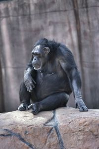 Chimpanzee relaxing on rock formation