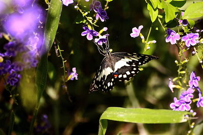 Butterfly on purple flower