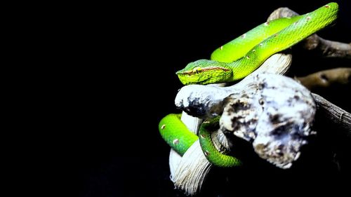 Close-up of green lizard against black background