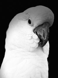 Close-up of a bird