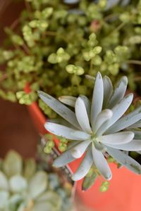 Close-up of white flower