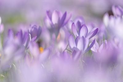 Close-up of purple flowering plants on field