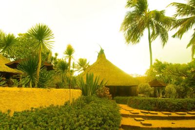 Palm trees on field against sky