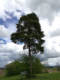 Tree on field against sky