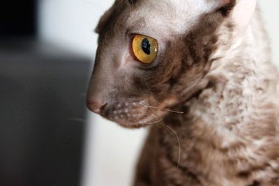 Close-up portrait of a cat