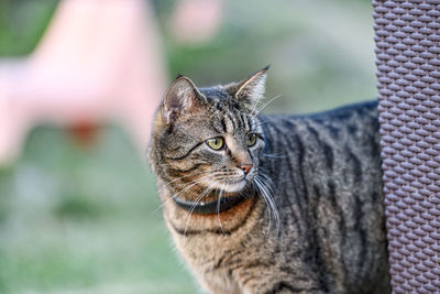 Close-up of a cat looking away