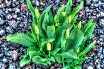 High angle view of green plant growing outdoors