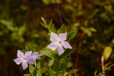 Close-up of purple flowering plant