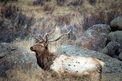 View of deer on rock