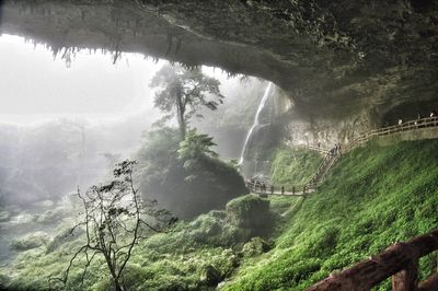 Scenic view of trees in forest