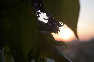 Close-up of a plant