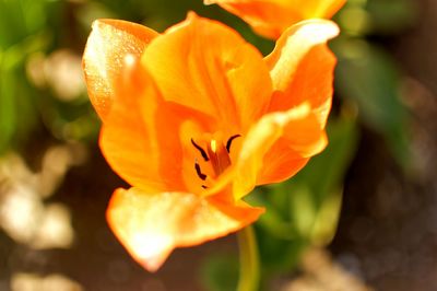 Close-up of orange rose flower