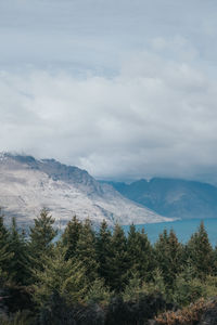 Pine forest over the mountain in new zealand with lake view in background.