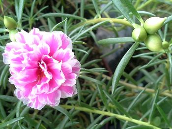 Close-up of pink flower