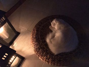 High angle view of cat in basket