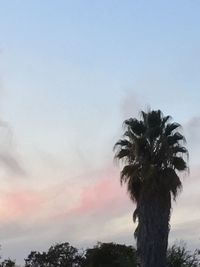 Low angle view of palm trees against sky