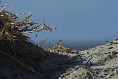 Close-up of dry plants on beach against sky