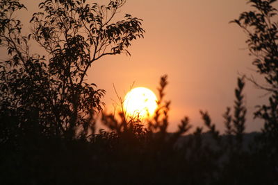 Silhouette of trees at sunset