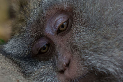 Close-up of monkey resting