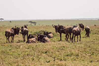 Gnu antelopes on field