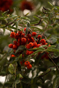 Close-up of berries growing on tree