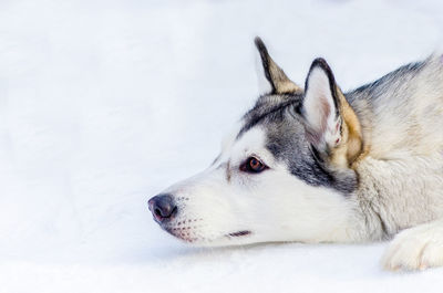 Close-up of a dog looking away