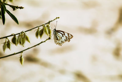 Close-up of insect on plant