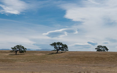 Cactus on landscape against sky