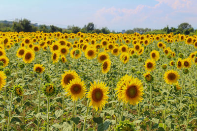 Close-up of sunflowers in field