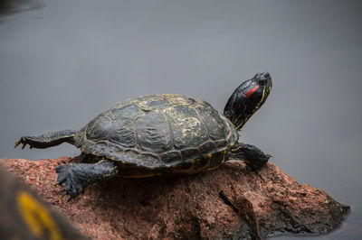  turtle laying on a rock