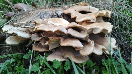 Close-up of mushrooms growing in forest