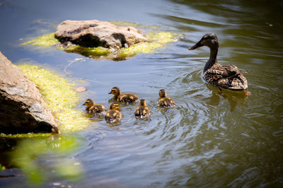 Ducks swimming in lake