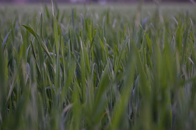 Close-up of crops growing on field