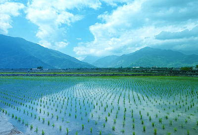 Scenic view of agricultural field against blue sky