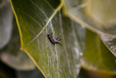 Close-up of fly on leaf