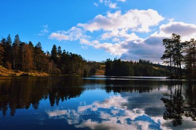 Reflection of trees in calm lake