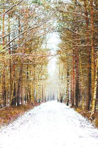 Road passing through trees