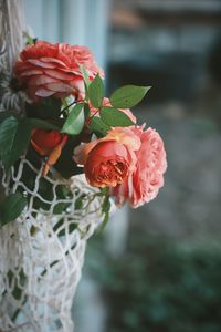 Close-up of rose plant