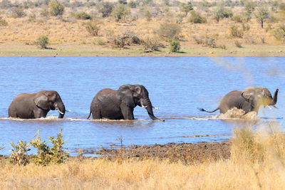 Side view of elephant in water