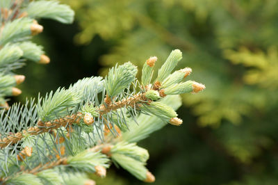 Close-up of pine tree