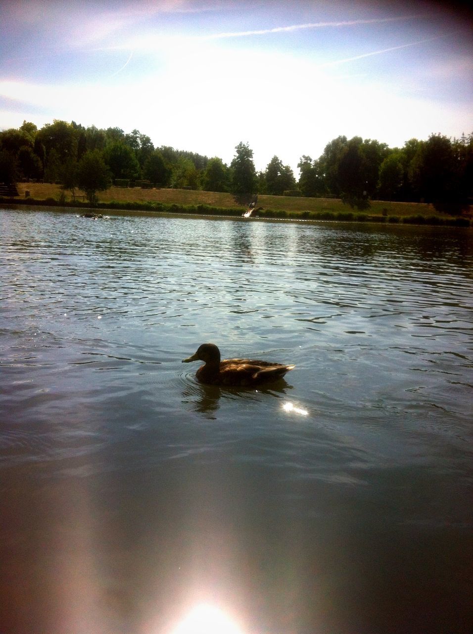 animal themes, water, bird, animals in the wild, wildlife, lake, reflection, swimming, one animal, duck, waterfront, tree, nature, rippled, tranquility, sky, tranquil scene, water bird, beauty in nature, two animals